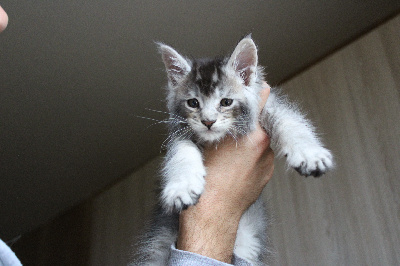 Des Pattes De Sanga - Chaton disponible  - Maine Coon