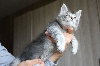 Woody - Maine Coon