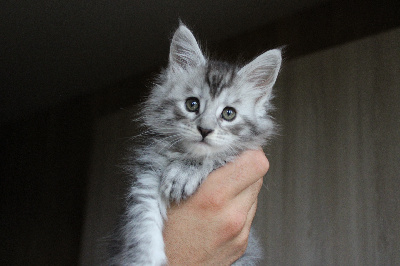 Vuby - Maine Coon