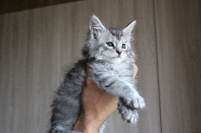 Des Pattes De Sanga - Chaton disponible  - Maine Coon