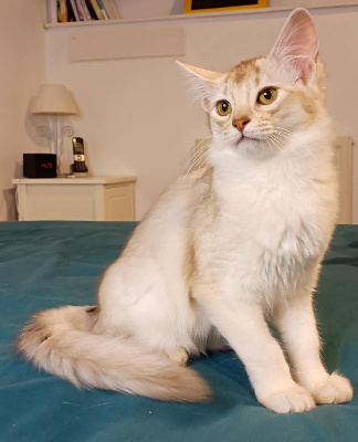 Du Berceau De June - Chaton disponible  - Somali