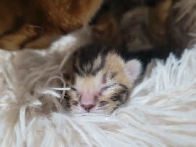 De L'Arche De Thina - Chaton disponible  - Bengal