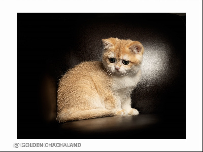 Of GoldenChachaland - Chaton disponible  - British Shorthair et Longhair