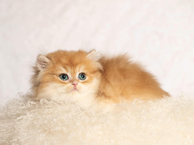 CHATON - British Shorthair et Longhair