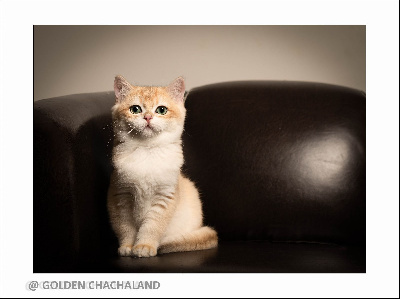 Of GoldenChachaland - Chaton disponible  - British Shorthair et Longhair