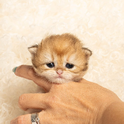 Of GoldenChachaland - Chaton disponible  - British Shorthair et Longhair