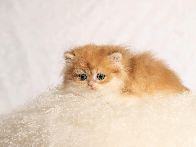 CHATON - British Shorthair et Longhair