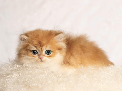 CHATON - British Shorthair et Longhair