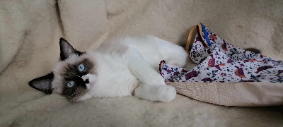 Des Anges De L'Oust - Chaton disponible  - Ragdoll