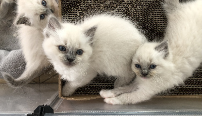 Des Dolls De Paname - Chaton disponible  - Ragdoll