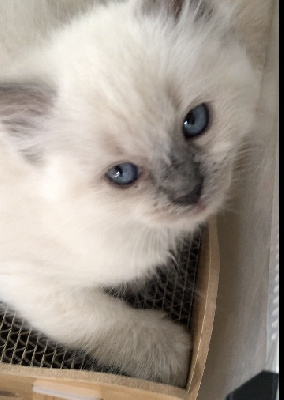 Des Dolls De Paname - Chaton disponible  - Ragdoll