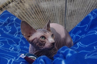 Du Royaume D'Ohana - Chaton disponible  - Sphynx