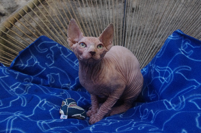 Du Royaume D'Ohana - Chaton disponible  - Sphynx