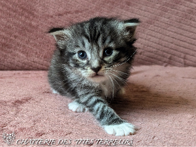 Des 'Tites Terreurs - Chaton disponible  - Norvégien