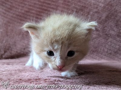 Des 'Tites Terreurs - Chaton disponible  - Norvégien