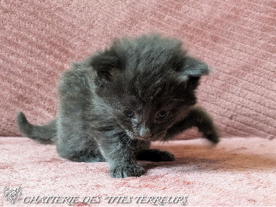 Des 'Tites Terreurs - Chaton disponible  - Norvégien