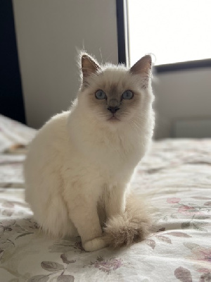 des valkyrias - Chaton disponible  - Sacré de Birmanie