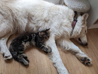 du Bois de Boissy - Chaton disponible  - Maine Coon