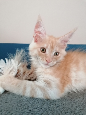 Des Terres Du Sud - Chaton disponible  - Maine Coon