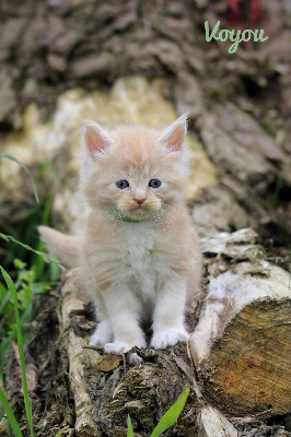 Des Griffes Normande - Chaton disponible  - Maine Coon