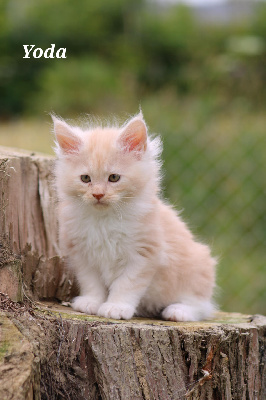 Des Griffes Normande - Chaton disponible  - Maine Coon