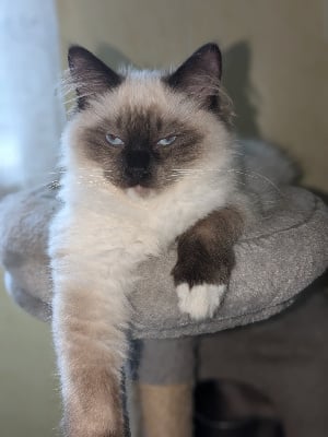 Du Mas De Gombourg - Chaton disponible  - Ragdoll