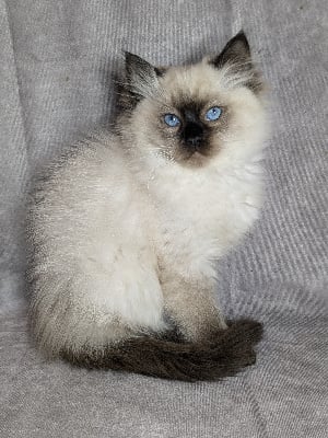 Du Mas De Gombourg - Chaton disponible  - Ragdoll