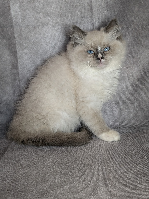 Du Mas De Gombourg - Chaton disponible  - Ragdoll