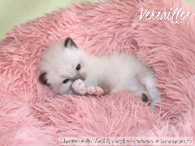 Du Vieil Amandier - Chaton disponible  - Ragdoll