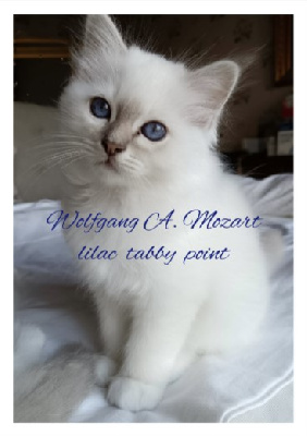 Des Gatti A Venezia - Chaton disponible  - Sacré de Birmanie