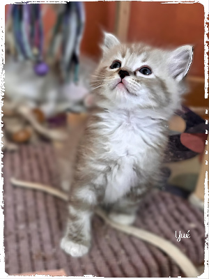 Des Conquistadolls - Chaton disponible  - Ragdoll