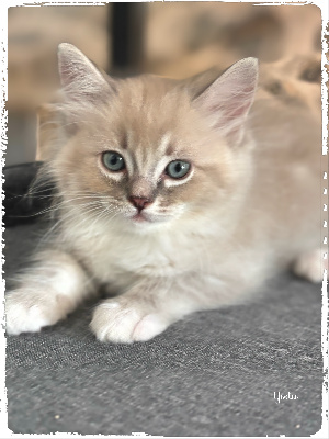 Des Conquistadolls - Chaton disponible  - Ragdoll