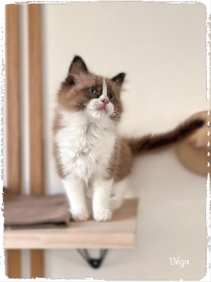 Des Conquistadolls - Chaton disponible  - Ragdoll