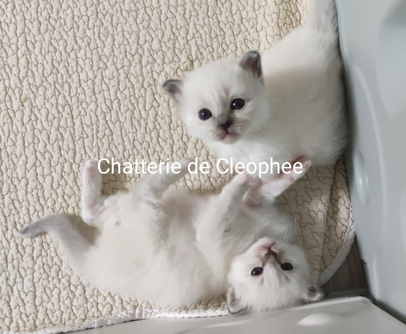 De Cléophée - Chaton disponible  - Sacré de Birmanie