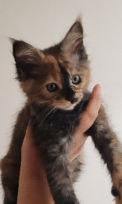 De La Patte De Filou - Chaton disponible  - Maine Coon