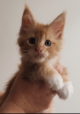 De La Patte De Filou - Chaton disponible  - Maine Coon