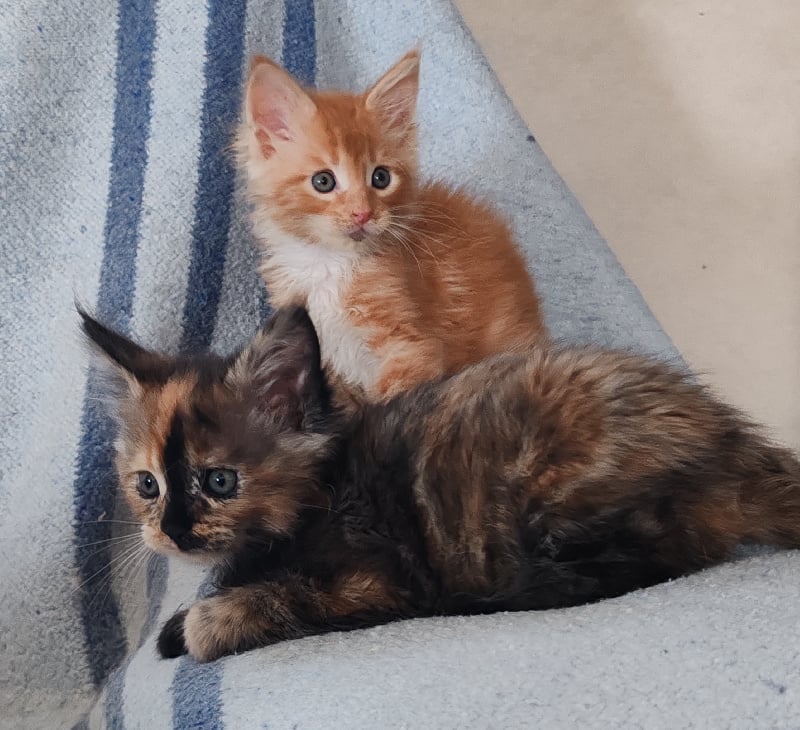 chaton Maine Coon De La Patte De Filou