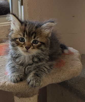 De L'Etoile Siberie - Chaton disponible  - Sibérien