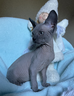 De La Sagesse Desplissés - Chaton disponible  - Sphynx