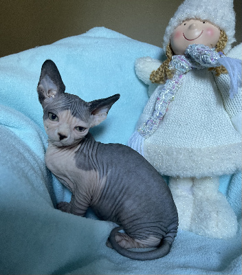 De La Sagesse Desplissés - Chaton disponible  - Sphynx