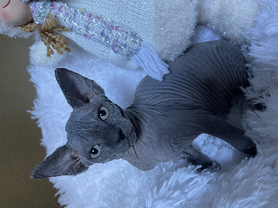 De La Sagesse Desplissés - Chaton disponible  - Sphynx