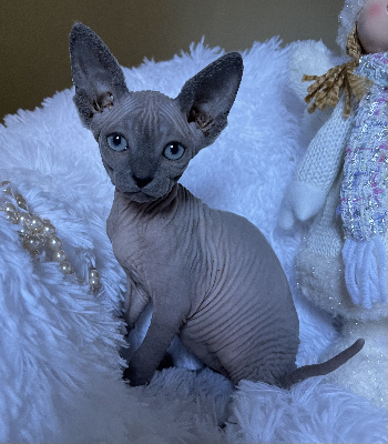 De La Sagesse Desplissés - Chaton disponible  - Sphynx