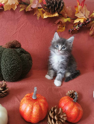 De L'Eden De Velours - Chaton disponible  - Maine Coon