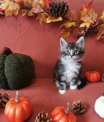 De L'Eden De Velours - Chaton disponible  - Maine Coon