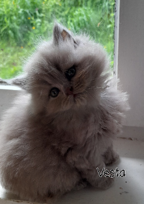 Des Meandres De Seine - Chaton disponible  - British Shorthair et Longhair