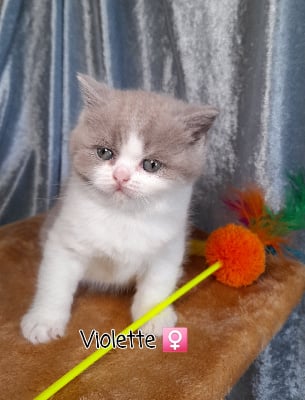 Des Meandres De Seine - Chaton disponible  - British Shorthair et Longhair