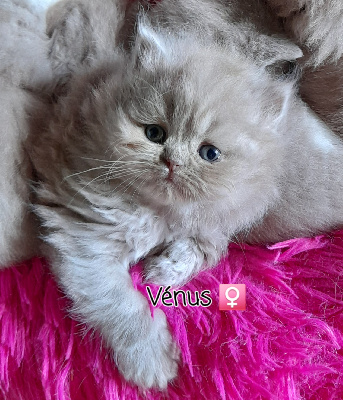 Des Meandres De Seine - Chaton disponible  - British Shorthair et Longhair