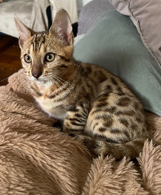 Diouzh An Erminig - Chaton disponible  - Bengal