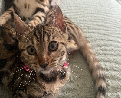 Diouzh An Erminig - Chaton disponible  - Bengal