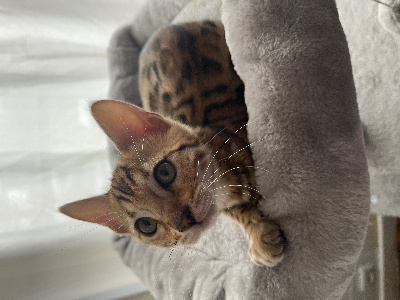 Diouzh An Erminig - Chaton disponible  - Bengal